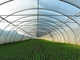 Invernadero vegetal agrícola ligero prefabricado Q235 ISO9001 de la estructura de acero