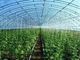 Invernadero vegetal agrícola ligero prefabricado Q235 ISO9001 de la estructura de acero