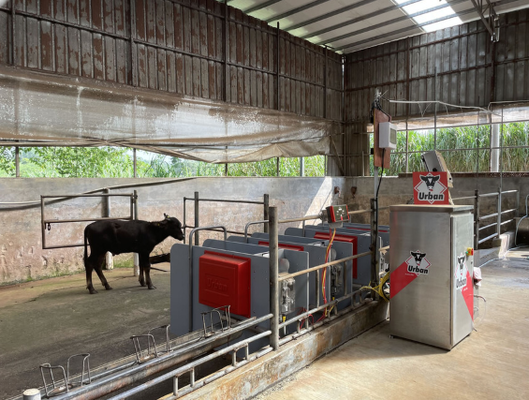 Equipo de ganado en polvo revestido resistente a la corrosión Aplastador de ganado para bajo mantenimiento Retención de animales Paracaídas para vacas para uso veterinario en granjas