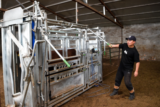 Equipo de ganado en polvo revestido resistente a la corrosión Aplastador de ganado para bajo mantenimiento Retención de animales Paracaídas para vacas para uso veterinario en granjas