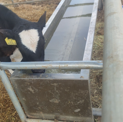 Agua de ganado en polvo revestido de resistente a la corrosión de agua potable fácil de conectar con el sistema de suministro de agua de la granja para el uso de graneros de vacas