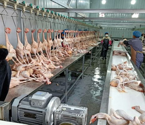Máquina de procesamiento de aves de corral Control PLC 3-5KW Potencia del motor Línea de producción de sacrificio de gallinas, patos y gansos de alta eficiencia Certificado CE